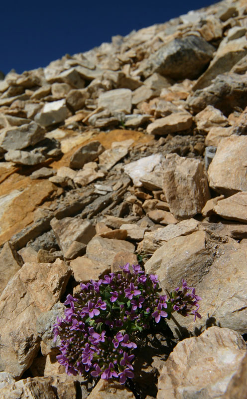 Noccaea rotundifolia (=Thlaspi rotundifolium)